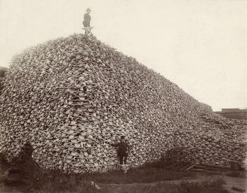 Buffalo skulls
