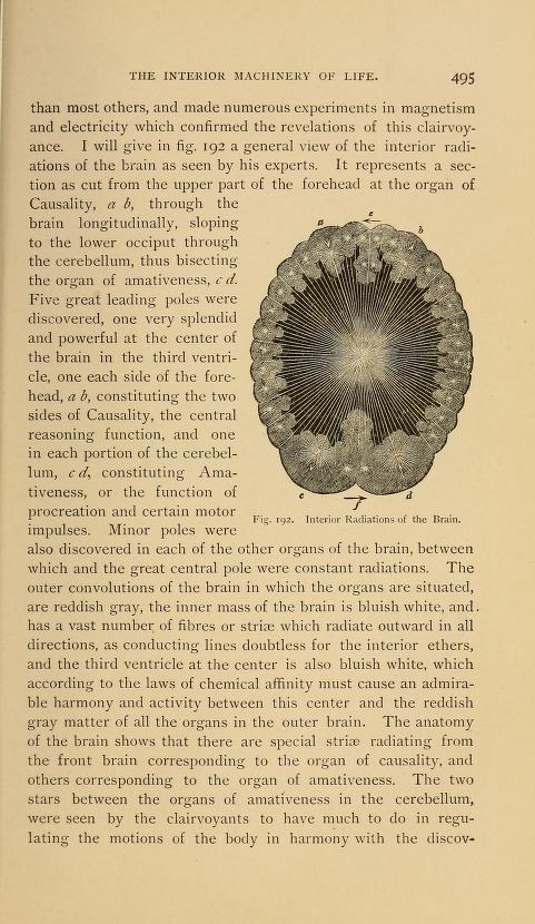 Brain light