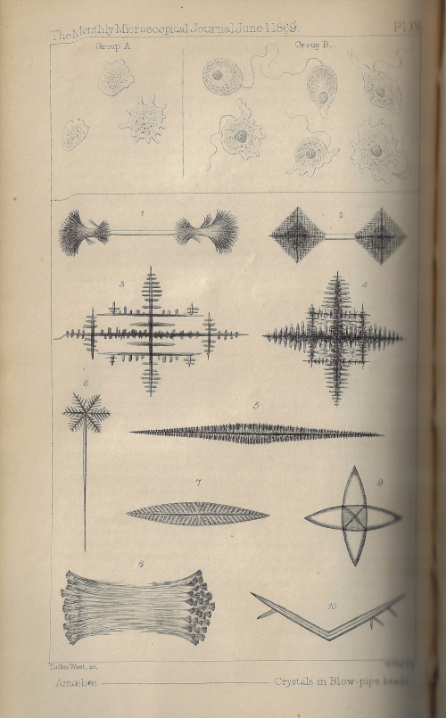 Found art microscopical monthly 1869