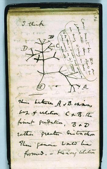 Darwin_first_tree_2