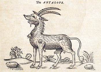 Topsellanatalope
