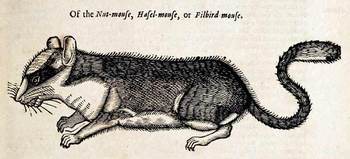 Topdellnutmouse