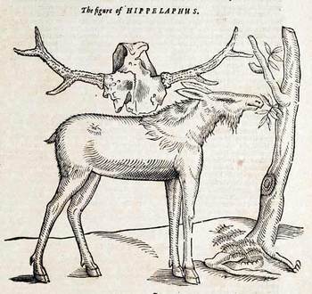 Topsellhielaphus_2