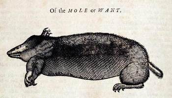 Topsellmole