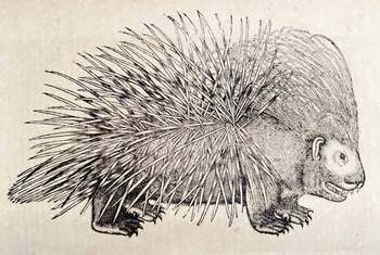 Topsellporcupine
