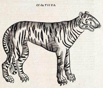 Topselltiger