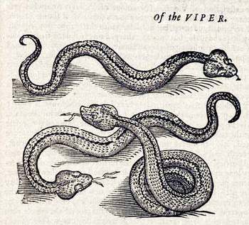 Topsellviper