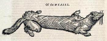 Topsellweasel