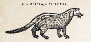Topsellzibeth
