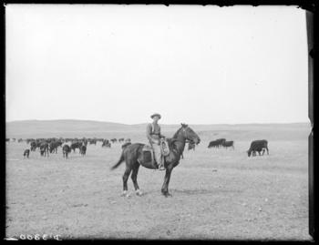 Blogcowboybutcher