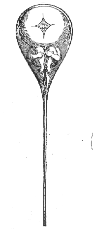 Preformation