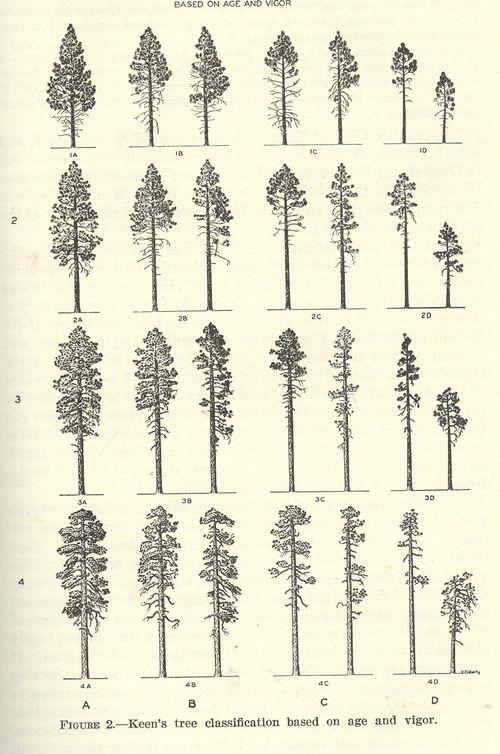Blog--jun 8 tree
