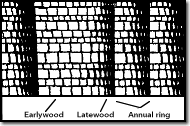 Blog--june 8--tree cell
