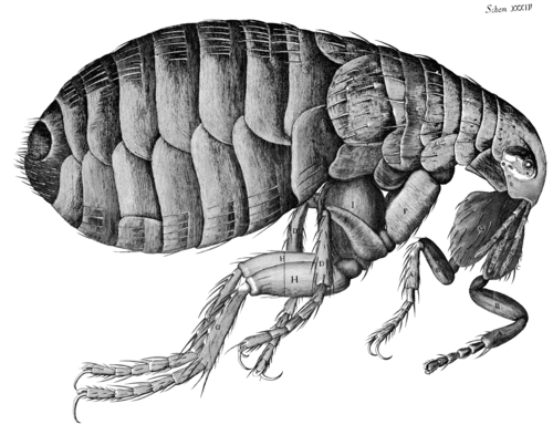 Hooke--flea