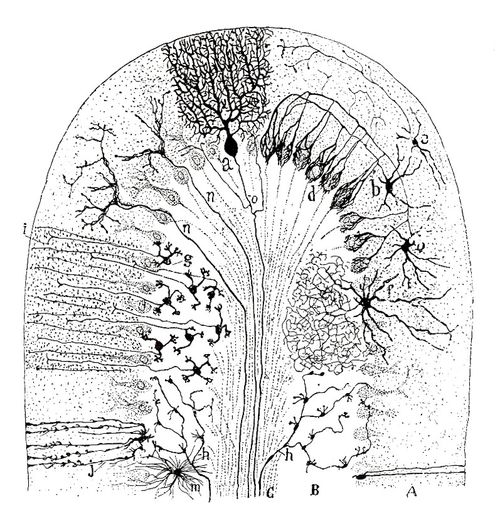 March 6 sperm cajal