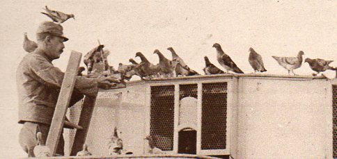 WWI--e---pigeon truck det644 WWI--e---pigeon truck det644