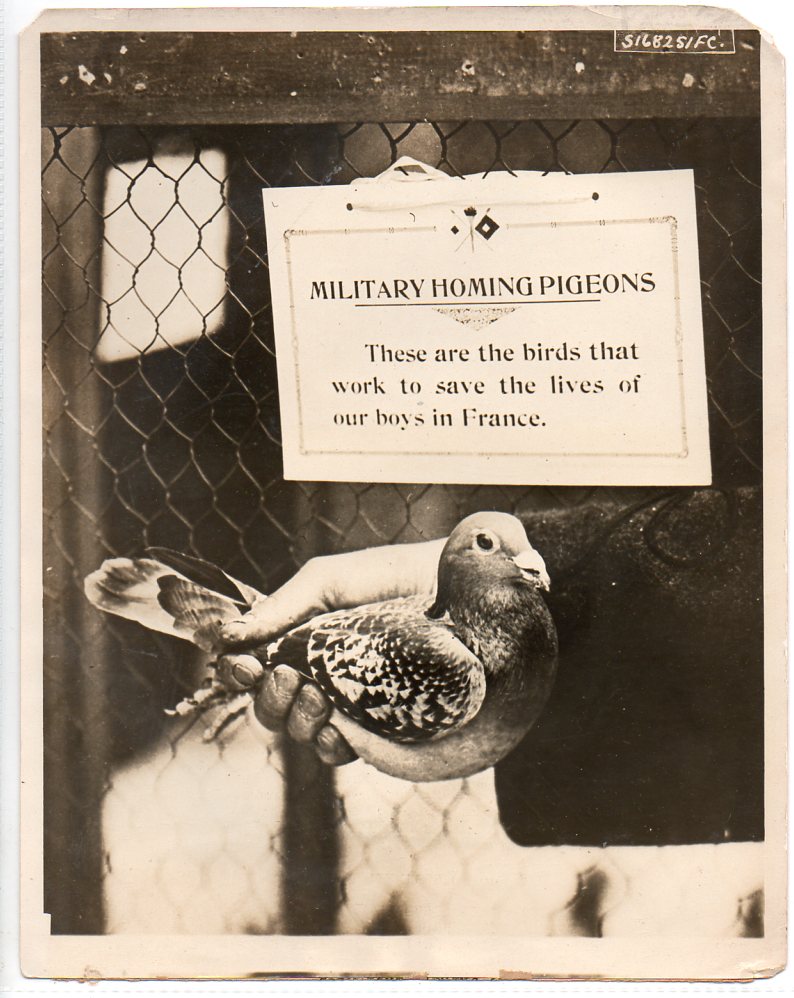WWI--pigeonb715 WWI--pigeonb715