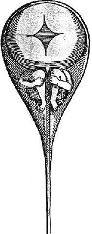 Ovary homunuclus 1