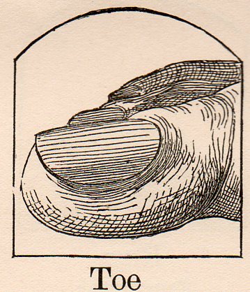 Alephbet--toe318