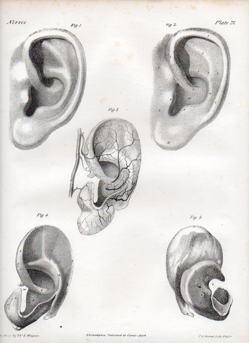 Dadaist senses ear505