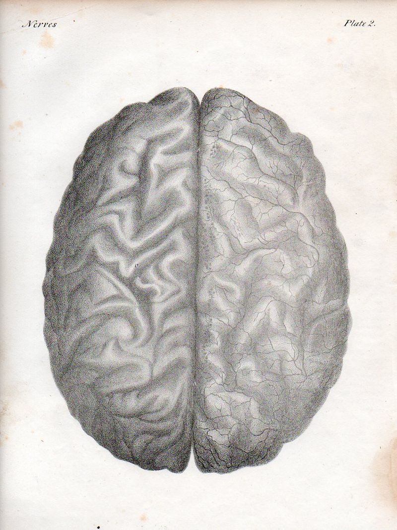 Brain521