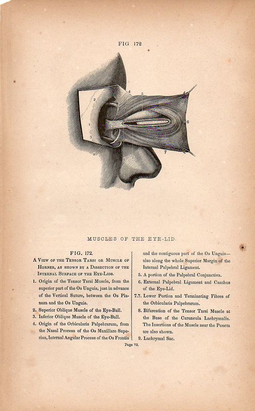 Dadaist senses eye 3508
