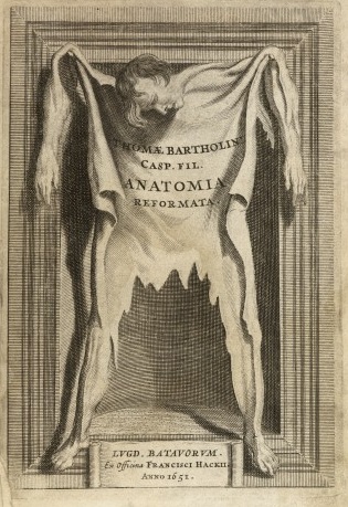 Anatomy skin bartholoiin Anatomy skin bartholoiin