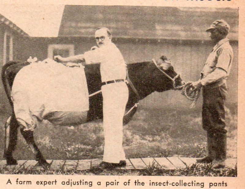 Bizzaro cow pants'511