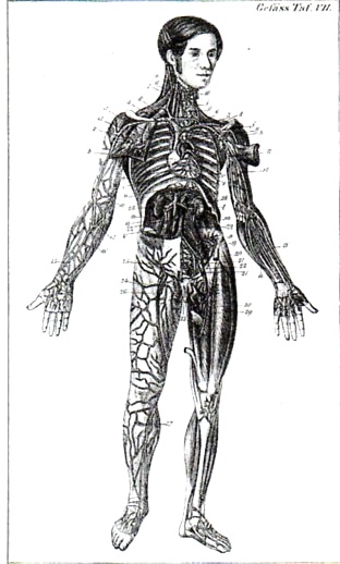 Anatomy bock482 Anatomy bock482