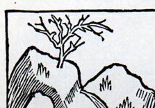 Lonely tree872