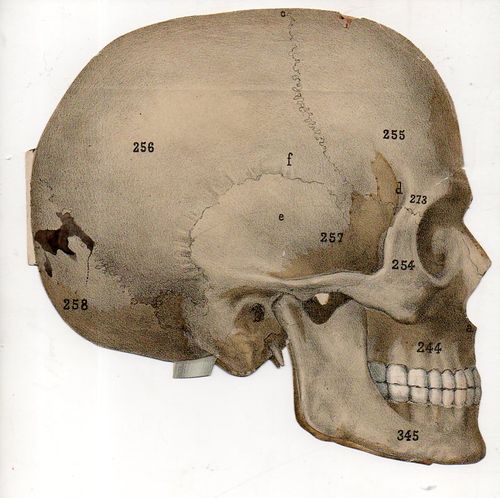 Skull492 Skull492