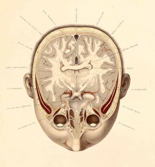Anatomy--braun--