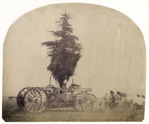 Transporting-a-Tree-on-a-Wagon