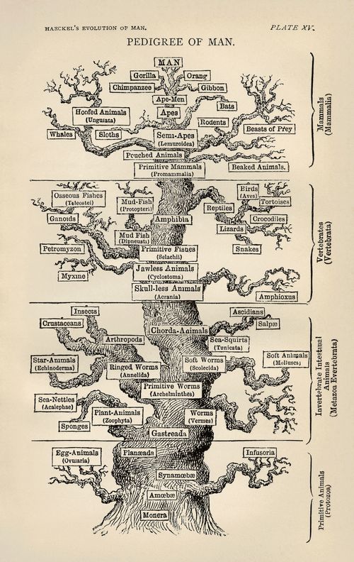 Tree_of_life_by_Haeckel Tree_of_life_by_Haeckel