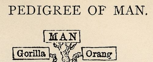 Tree_of_life_by_Haeckel det Tree_of_life_by_Haeckel det