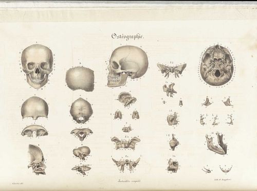 Old bones Old bones