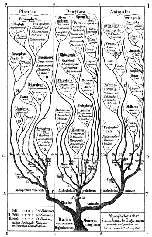 Haeckel_arbol_bn Haeckel_arbol_bn