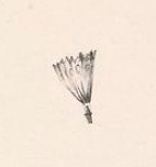 Ballooning parachute fail