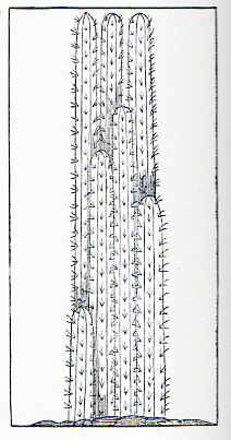 Cactus818