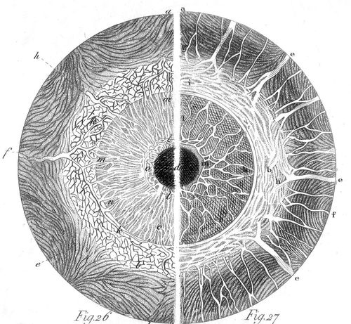 Eyeballs160