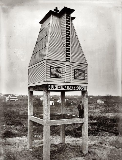 Bat house