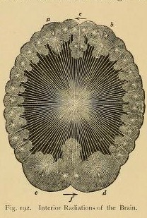 Brain light detail