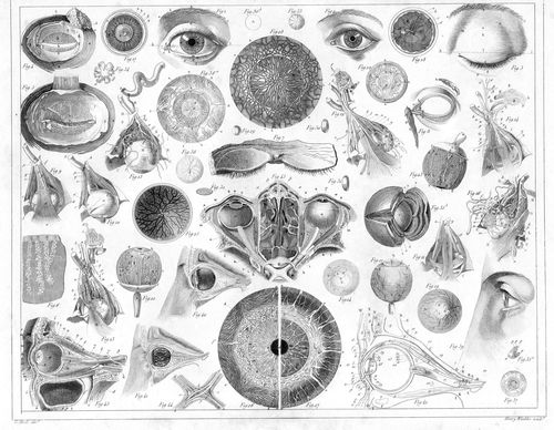 Eyeballs159