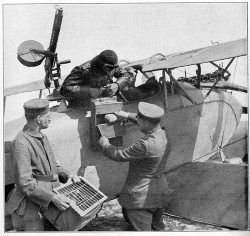 WWI pigeon231