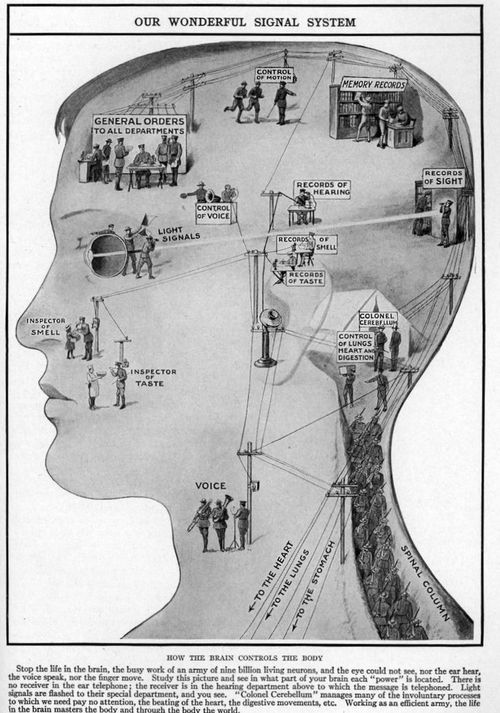 Map of the senses