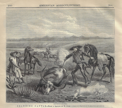Cowboy 1870