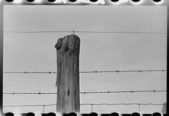 Barbed_wire