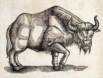 Topedllbison