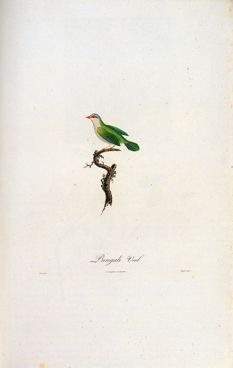 Patti--WIWFY-Cover design Bird407 Patti--WIWFY-Cover design Bird407