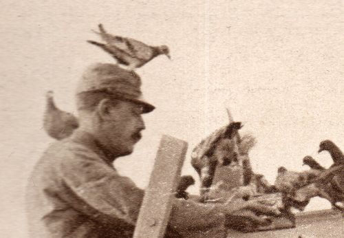 WWI pigeon572 WWI pigeon572